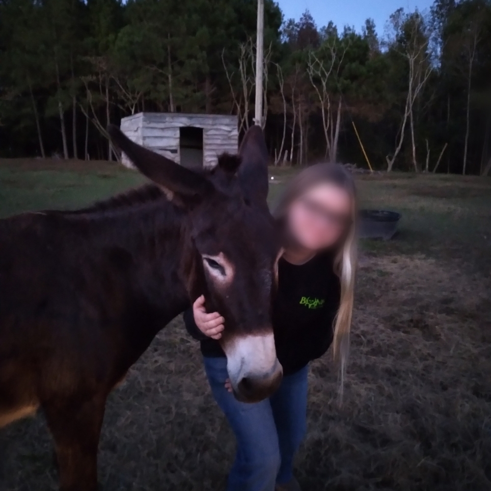 Meet your Posher, Horse